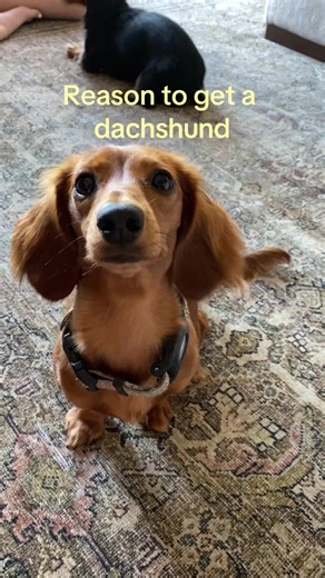 3 Reasons to Get a Dachshund: Cute Puppy Perks