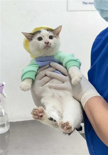 Baka young stunna yan! Cat video #puspin #catsoftiktok