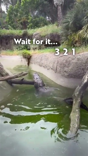 American Alligator shows off loud 'bellow'