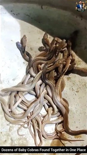 Dozens of Baby Cobras Found Together in One Place #snake #wildliferescue #cobra #rescueefforts