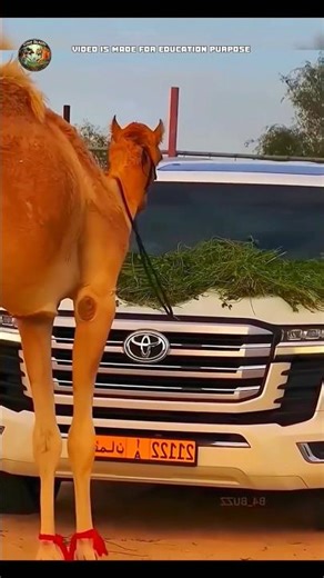 dead camel can be very dangerous 😱#facts #factshorts #camel