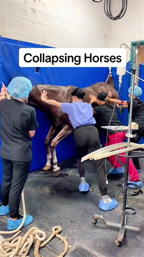 How To Collapse A Horse! #goodtoknow #vet #medicine #educational #survival
