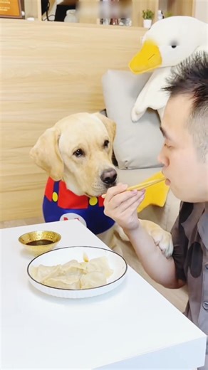 This Dog’s Food Prank Will Leave You Crying With Laughter 😂🐶 #shorts #animals #dog #funny #viral