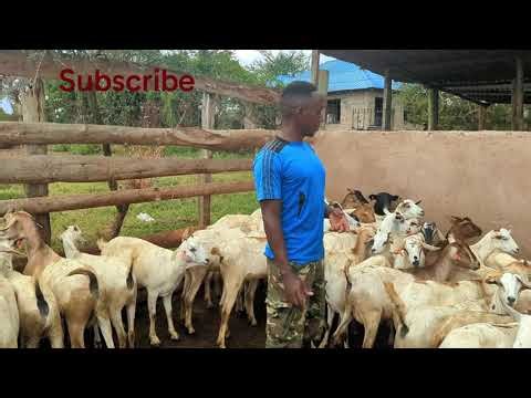 Goat Farming In Kenya - Challenges We Encountered During Rainy Seasons