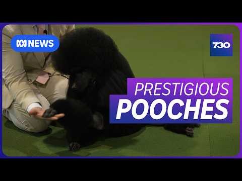 Meet the well-groomed dogs competing to be Best in Show | 7.30