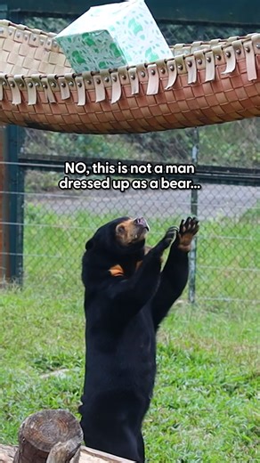 The bear that struts away with the gift 😭💛 Animals Asia gives bears rescued from the bile farming industry a second chance at life — and watching them celebrate Christmas is pure joy 🐻 To help save more bears, learn how you can help here: thedo.do/asia Follow along on Instagram: thedo.do/-animalsasia, YouTube: thedo.do/HKAAF & their website: thedo.do/--animalsasia #FreeTheFinalBears | The Dodo