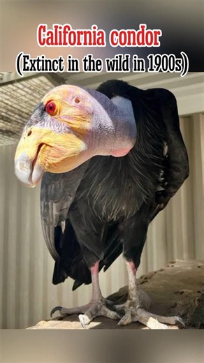 😳Animals That went extinct and came back!!