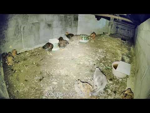🔴🐓Live Chicken Farm Cam | Real Farm Life, Watch Chickens Eat, Run & Grow🐔 养鸡场实时直播｜看鸡吃饭、跑动、成长全过程