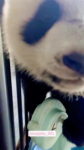 Hilarious Panda Moments That Will Make You Smile