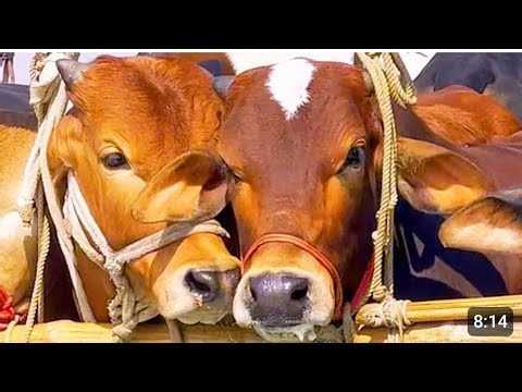 Gaiya Cow, Big Cow, Cattle Farm, Bulls and Cow, Cow Unloading, Cow Breeds, Cow Videos 205