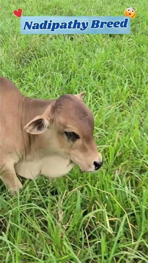 The Sweetest Sprint Ever!🌾 #nadipathybreed #cutecows #animallover #nature #farmlife #reels #viral