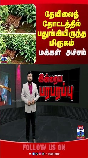 leopard | teaplantation | Nilgiris | thanthitv