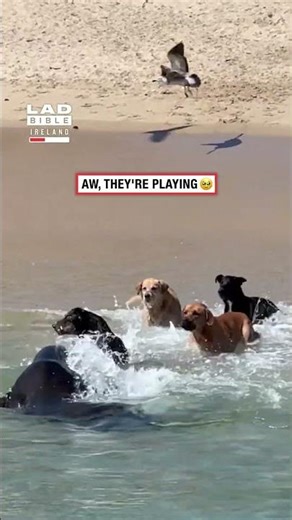Sea Dog Meets the Land Squad 😂🐶