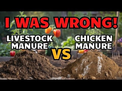 Manure Wars: Chicken vs. Livestock – I Tested Both (ONE Builds Soil 3X FASTER!)
