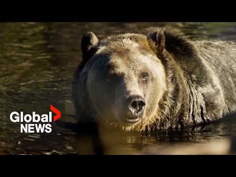 Beloved BC grizzly bear “Grinder” dead after 2 decades of delighting locals and tourists alike
