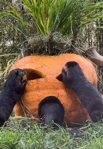 Otterly gourd times with the Asian small-clawed otter family at Zoo Boo! The otters are loving exploring and interacting with the massive, 200-pound carved and decorated pumpkin as part of their fall fun enrichment! 📹 Video (and pumpkin carving) by animal care staff Marco #pumpkinseason #otter #enrichment #animalcare #zooboo