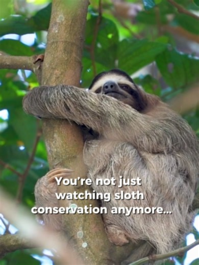 You’re not just watching sloth conservation anymore. Every comment, every share, every person who cares helps give sloths a louder voice and a safer future. But now, you can go one step further. By joining the Sloth Fellowship, you become part of the real work happening on the ground in Costa Rica: protecting sloths, reconnecting rainforest habitat, installing canopy bridges, planting trees, and helping keep sloths wild. This is real protection. Real impact. And a real community of people who ca