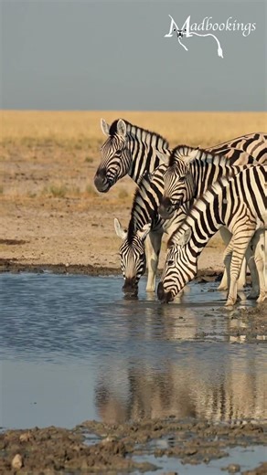 Zebra in Etosha National Park, Namibia.