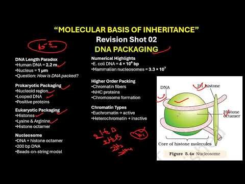 CBSE GRADE 12 DNA PACKAGING Molecular Basis of Inheritance 2