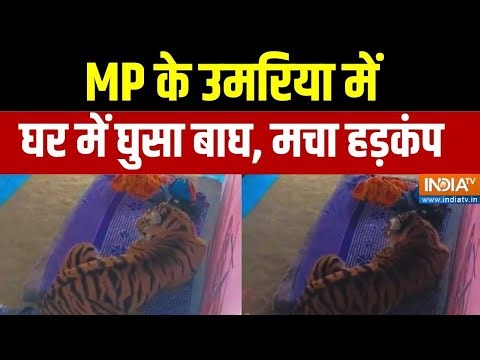 MP News: MP के उमरिया में घर में घुसा बाघ, मचा हड़कंप | Umaria | Tiger | India TV