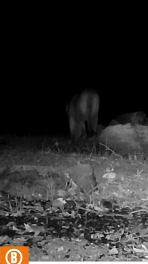 Mountain Lion 𓃮- Wildlife Trail Camera Footage - 12.1.2025