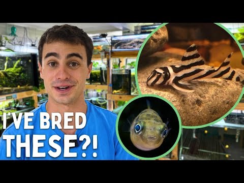 10 Coolest Fish I’ve Ever Bred! 