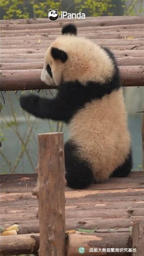The Cutest Panda Landing, Achieved | iPanda #shorts
