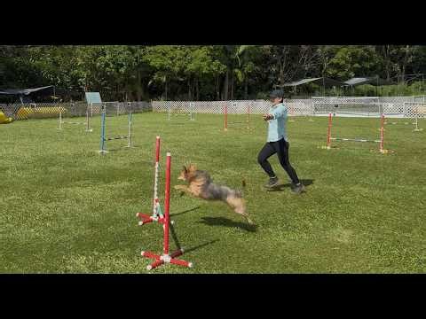 NADAC VT 04/26/26 Elite Jumpers 1