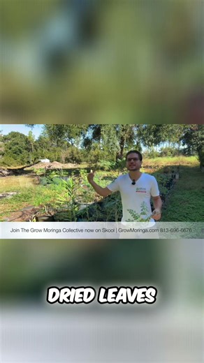 Grow Your Own Food & Start a Moringa Business Today!