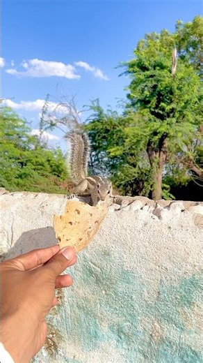 Squirrel Drops Bread 😂🐿️ | Funniest Moment Ever #shorts #viral