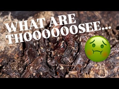 i FORGOT to Take Out my DEAD Tarantula for Weeks !!!
