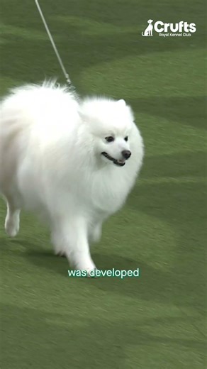 WTD.. It's the Japanese Spitz of course! 🇯🇵 | Crufts 2026