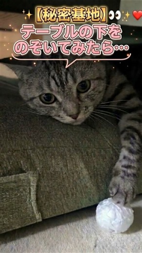 【隠れ家】テーブルの下から可愛いお顔で丸めたボールにじゃれつく猫が尊すぎるｗ⚽️🐈 #サバトラ