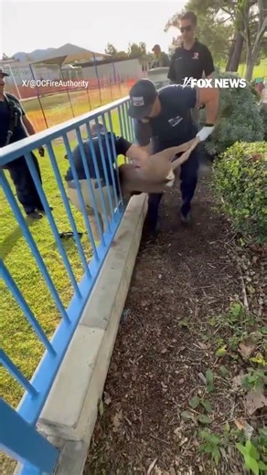 OH DEER!: Firefighters rush to save a deer that got stuck in a fence