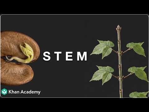 Stem | Plant: Structure and Function | MH Class 7 | Science | Khan Academy