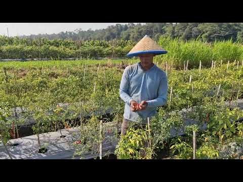 FASTEST BARE-HAND CHILI HARVESTING TECHNIQUE IN THE FIELD! - Agriculture farming