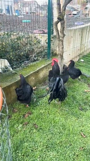 black Australorp chickens 🥰 #shorts #ytshorts #trending #youtubeshorts #australorpchicken