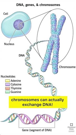 How Do Sperm & Eggs Get 23 Chromosomes? 😳🧬 | The Secret of Meiosis #Shorts
