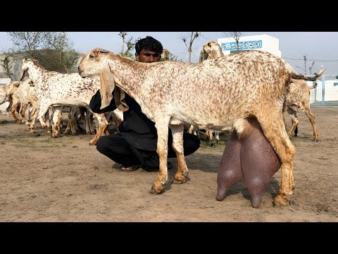 Ajwa Goat Farm || World Best Beetal Goats 7 Kg Milk | Complete Tour Vlog #goat #farming 