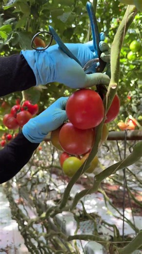 UNBELIEVABLE Yield! Inside the World's Best Tomato Farm 📈