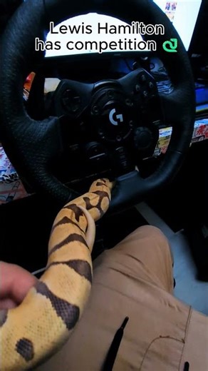 Lewis Hamilton Has Competition 🐍