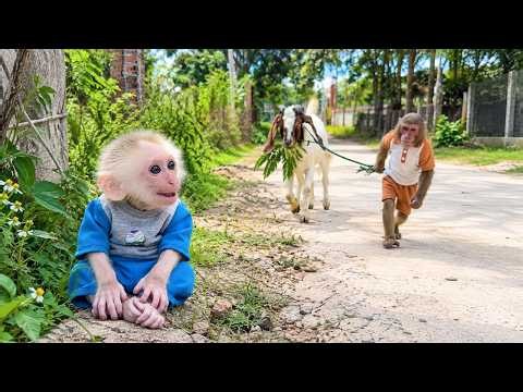 Buem & Cutis Compilation | Funniest Journey Buem Help Cutis Take Good Care of Goat