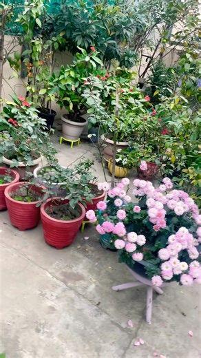 Terrace garden overview part 701 💐#villagelife #nature #birdsounds #beautiful #ytshorts