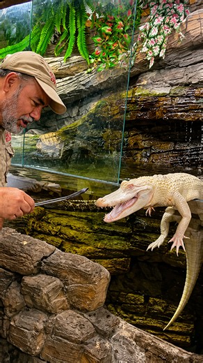 Young alligators turn feeding time into an interesting event