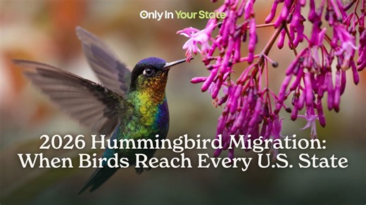 2026 hummingbird migration: When birds reach every US state