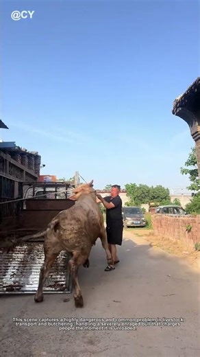 Wild Bull Handling Trick! Stay Safe 🐄↓ #lifehack