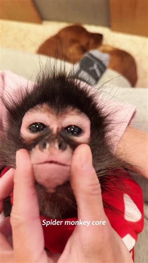 Spider monkey core #funny #cute #fyp #pet #spidermonkey