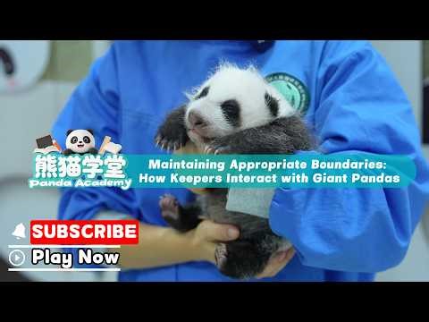 【Panda Academy】The Right Distance Between Keepers And Pandas | iPanda