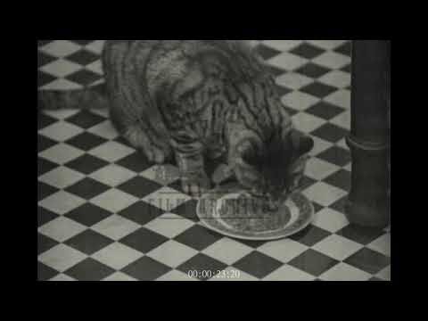 Meat and Fish for a Cat, 1940s - Archive Film 1053781