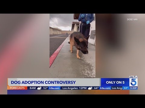 L.A. County dog adoption controversy goes viral